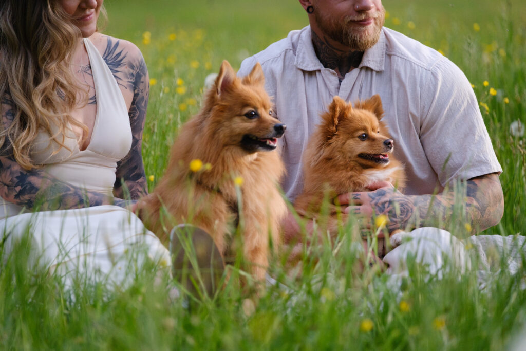 Paar sitzt mit Hunden auf einer Wiese