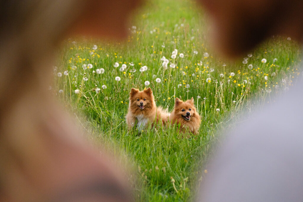 Hunde sitzen in der Wiese, Umrisse des Paars bildet Herzform unscharf im Vordergrund